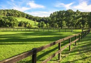 Land in scenic area - forests | photovoltaic park | Timisoara